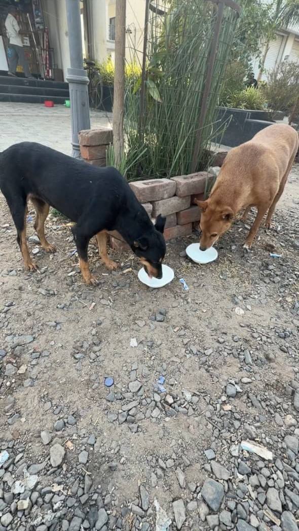 Street dog feeding photo